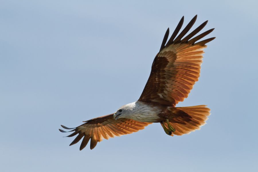 Drei vergiftete Greifvögel Amt für Umwelt, Natur und Klimaschutz des Kreises Paderborn bittet Spaziergänger um Achtsamkeit © LEX - stock.adobe.com